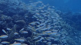 Swarm of fish in the red sea