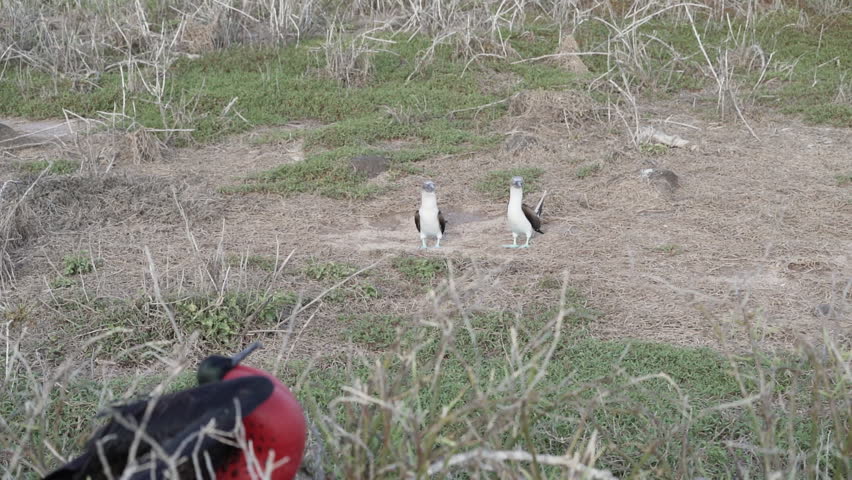 slow motion of a Magnificent frigatebird, Fregata magnificens, is a big black seabird with a characteristic red gular sac. Male frigate bird nesting with inflated sack, galapagos islands, Ecuador.