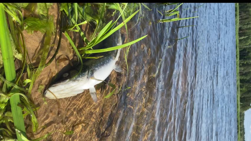 Vertical video Dead pike decomposes in the water, Ecological disaster | Shutterstock HD Video #1109002787