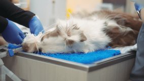 Australian Shepherd dog lying on a table during surgical procedure. Slow motion. - Powered by Shutterstock - Get 15% off with code: PIKWIZARD15
