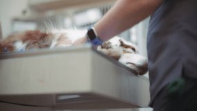 Australian Shepherd dog getting injection before the dental surgery. Slow motion. - Powered by Shutterstock - Get 15% off with code: PIKWIZARD15