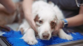 A vet nurse petting the Australian Shepherd dog before surgery. Slow motion. - Powered by Shutterstock - Get 15% off with code: PIKWIZARD15