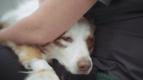 Australian Shepherd dog resting on a nurse's lap before the surgery. Slow motion, close up. - Powered by Shutterstock - Get 15% off with code: PIKWIZARD15