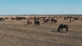 This stock video shows a herd of horses grazing in the steppe on a sunny summer day. This video will decorate your projects related to nature, pets, horses, animal husbandry, horse breeding.