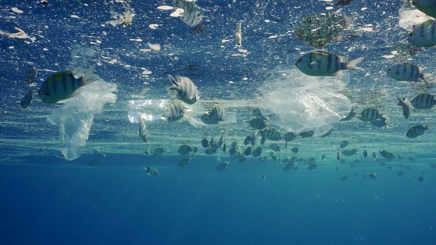 School of Indo-Pacific sergeant eats fat from surface of water while swims near plastic debris. Shoal of fish feeds on surface of polluted water in fatty layer, swimming among plastic waste | Shutterstock HD Video #1109009035