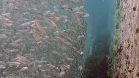 Vertical video, Large school of sprats darting from side to side under surface of water in shallow water in coastal zone on bright sunny day in sunrays, slow motion - Powered by Shutterstock - Get 15% off with code: PIKWIZARD15