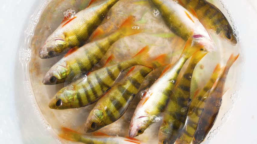 Freshly caught perches splash in a bucket of water. Fishing on the lake. The concept of nature protection and anti-poaching. River fish as a culinary dish Royalty-Free Stock Footage #1109009953