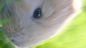 Beautiful fluffy little rabbit on green grass. Close-up. Vertical video