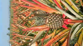 Close-up of a pineapple, a tropical fruit in a plantation field. An organic farm in the north of Thailand, Chiang Mai province. Vertical video.