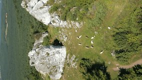 Vertical video. Aerial view of goats grazing on green highlands.