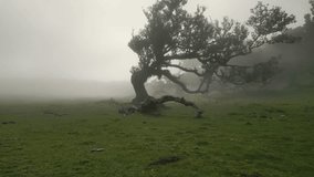 Madeira, Portugal - 2023.04.04 - 09: Stunning aerial drone video footage of Fanal Forest on sunny cloudy foggy weather
