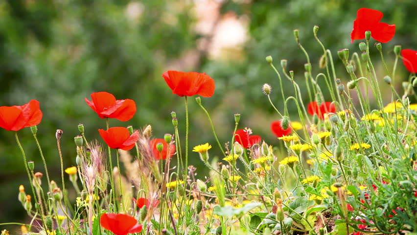 Poppy flowers, wild wildflowers with hawksbeard yellow plant macro closeup with shallow depth of field in Athens Acropolis, Greece