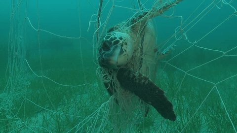 Dead turtle caught in a fishing net - Close up.   วิดีโอสต็อก