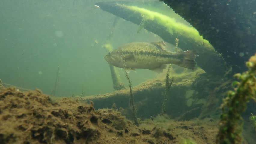 Largemouth bass - Black bass face to cam. check my gallery for similar footage. Royalty-Free Stock Footage #1109016119