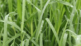 Morning Dewdrops on Fresh Green Grass. Step into the serene embrace of a new day as we present this captivating video showcasing the ethereal beauty of morning dewdrops delicately adorning lush.