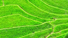 Captivating drone view of rice terraces: Nature's staircases sculpted by human hands, creating a lush green tapestry that stretches endlessly. (Pa Pong Piang, Chiang Mai Province, Thailand).
