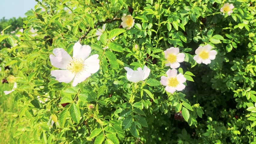 White Rosa canina, commonly known as the dog rose. Royalty-Free Stock Footage #1109021883