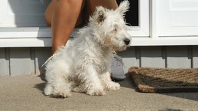 A cute west highland terrier puppy sitting between its owners legs in the summer sun