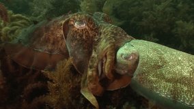 Rare footage, mating of cuttlefish, end of copulation