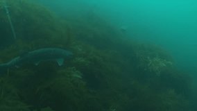 3 seven-gill sharks cross paths. Check my seven gills sharks gallery for similar footage.