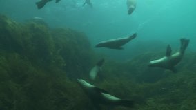 Large group of sea lions swim wildly above the kelp. This clip is part of a set of 7 exceptional videos featuring sea lions in similar attitudes. Check the gallery for other footage.