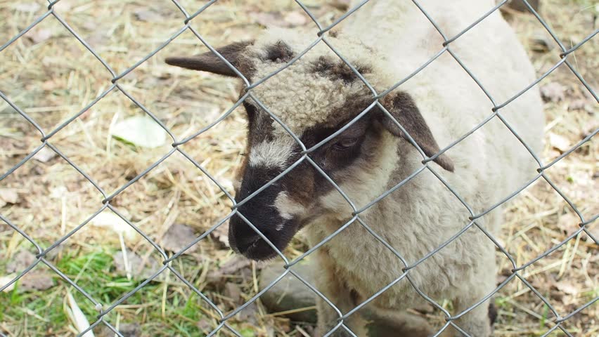 Lamb looking behind an iron fence in a green meadow. Animal feelings - sheep. Lonely young sheep locked in a farm. Portrait of one white sheep behind a barbed wire fence. Captivity. | Shutterstock HD Video #1109027515