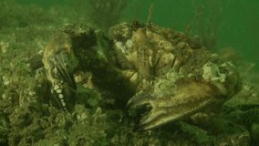 Captivating close-up footage of a crab in its natural habitat. The intricate details of its shell and claws come alive in this high-definition video. Ideal for documentaries an marine biology studies.