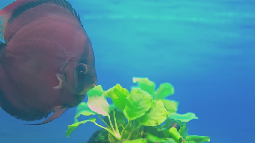 Close up view of Red Cover discus fish swimming in freshwater aquarium. | Shutterstock HD Video #1109029813