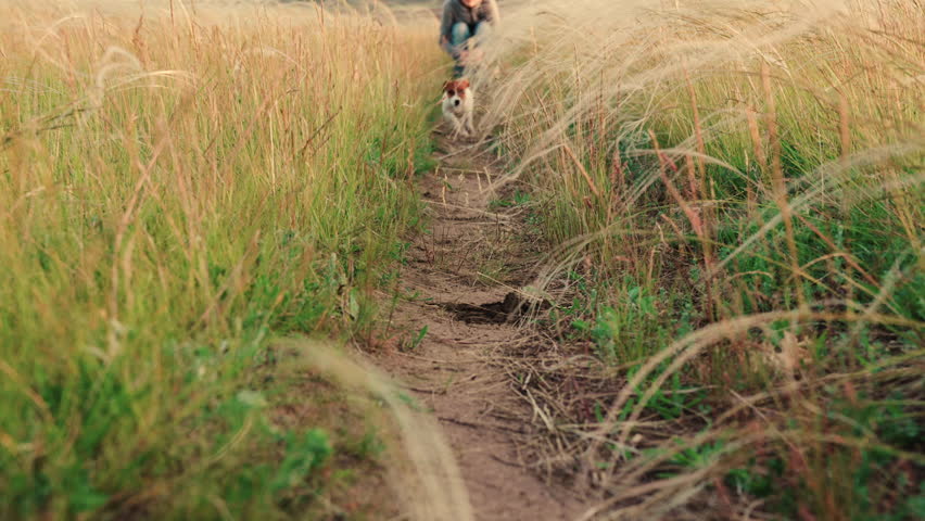 Dog runs through grass, puppy plays with its owner. Slow motion. Walk about pets in nature. Active cheerful dog plays in meadow in grass in summer. Dog playing in park with its owner. People, animals