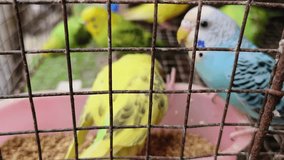 Numerous yellow-green Budgerigar birds were kept inside the cage for sale. The budgerigar is also known as the common parakeet or shell parakeet in a steel cage.4k video