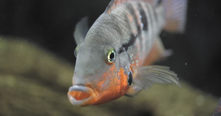 Bright exotic aquarium fish, cichlid, close-up shot | Shutterstock HD Video #1109038205