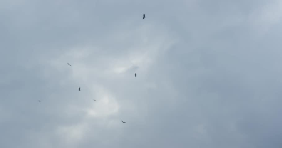 View of panarama grass meadows under a cloudy daytime sky with flying birds