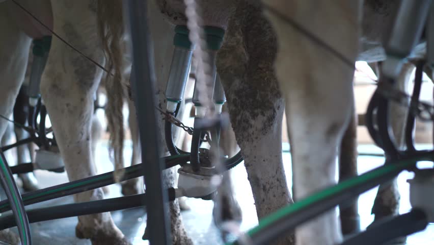 Robotic Cow Milking. Dairy farm. Progressive dairy farm. milking machine. | Shutterstock HD Video #1109039463