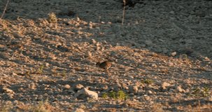 Wild rabbit Oryctolagus cuniculus running across the field at sunset slow motion 120 fps 4k video