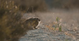 Wild rabbit Oryctolagus cuniculus with ears flattened to back in the natural habitat at sunset seating in a field near bushes slow motion 120 fps 4k video