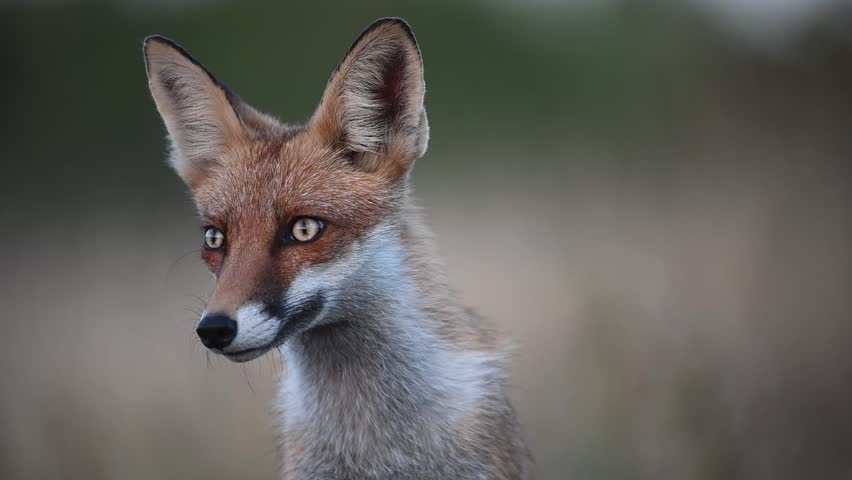 Red fox Vulpes vulpes. Portrait the head red fox on a beautiful background in the wild. Slow motion. | Shutterstock HD Video #1109049177