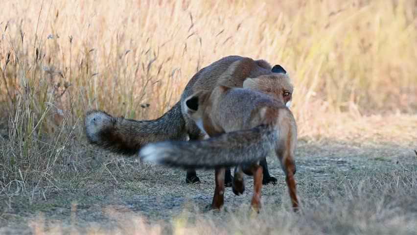 The relationship of foxes in the wild. Red fox Vulpes vulpes. Fox in the sunset light on a beautiful background. Slow motion. | Shutterstock HD Video #1109049219