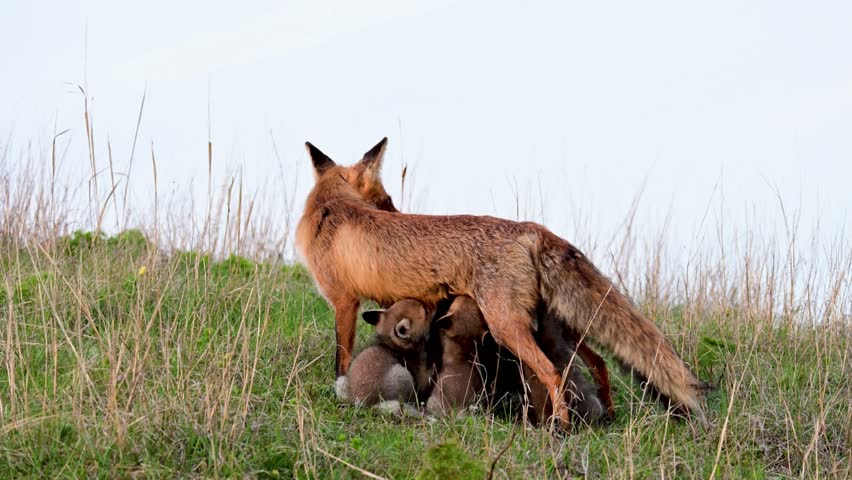 Red fox Vulpes vulpes in the wild. Fox with cubs. Close up. Fox feeds puppies. | Shutterstock HD Video #1109049229