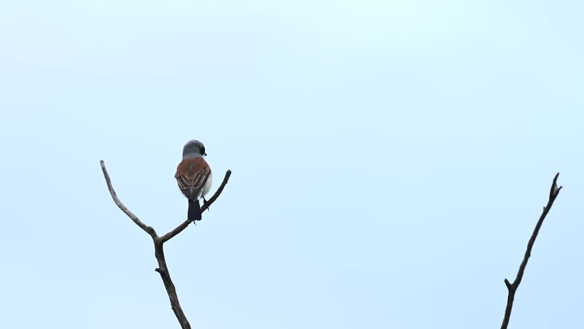 Red-backed shrike, Lanius collurio, single bird on branch. Sounds of nature. | Shutterstock HD Video #1109049233