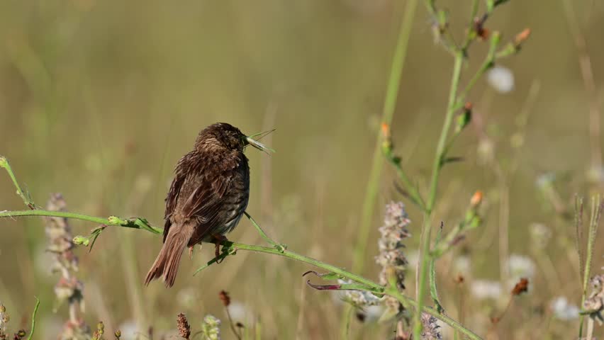 Corn bunting miliaria calandra. A bird with a grasshopper in its beak sits on a branch in a meadow. Close up. | Shutterstock HD Video #1109049239