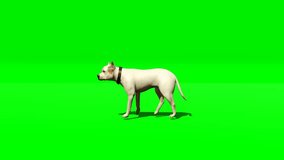animated green screen video of  dog walking