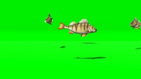 animated green screen video of perch fish