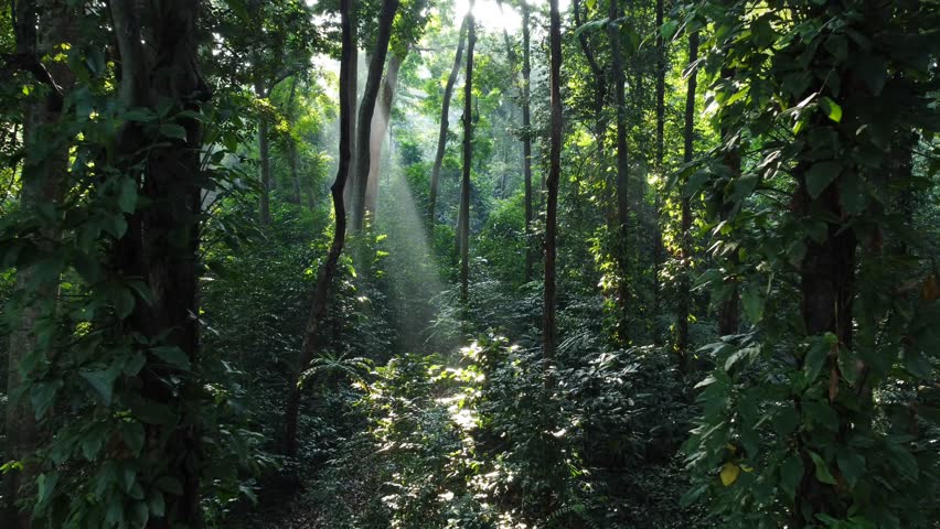 Walk through dense forests as the sun peeks through the trees in summer. The rays illuminate the green forest. Cifor, IPB University Bogor research forest, Indonesia. Royalty-Free Stock Footage #1109054765