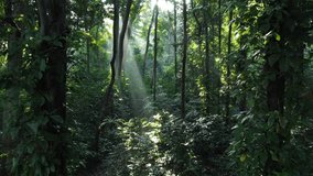Walk through dense forests as the sun peeks through the trees in summer. The rays illuminate the green forest. Cifor, IPB University Bogor research forest, Indonesia. - Powered by Shutterstock - Get 15% off with code: PIKWIZARD15