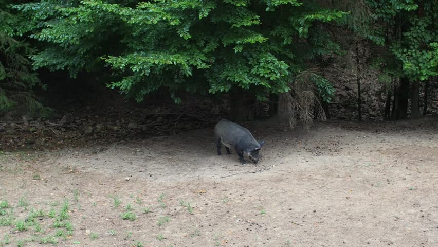 A wild boar walks in the meadow in search of food during rainy day. Dark hairy pig Sus scrofa looking for food in a paddock.  | Shutterstock HD Video #1109056131