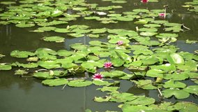 Video of lotus pond and pavilion in Jeju Island, South Korea