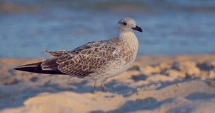 Sea gull seagull wildlife bird standing on the beach shore during beautiful sea sunrise video