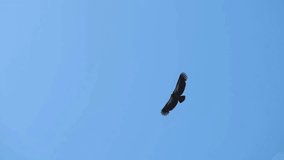 Swainson's Hawk flying through the sky gliding in slow motion in the Utah wilderness.
Eagle catchng fish and feeding in British Columbia Canada
Golden Eagle Flying through the sky in slow motion in th - Powered by Shutterstock - Get 15% off with code: PIKWIZARD15
