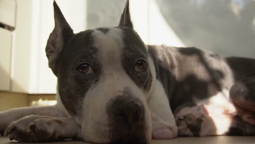 A sad old dog lies on the floor in the living room. American Staffordshire Terrier