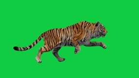 A green screen video showcases a running tiger in various scenes, evoking a sense of awe and wild beauty.